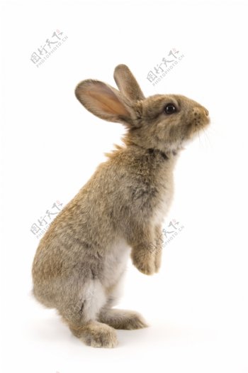 可爱的小兔子图片