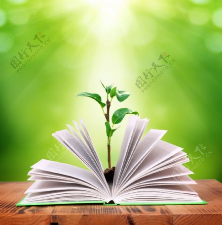 书本中的绿色植物
