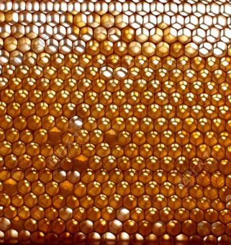 黄色充满蜂蜜的蜂巢图片