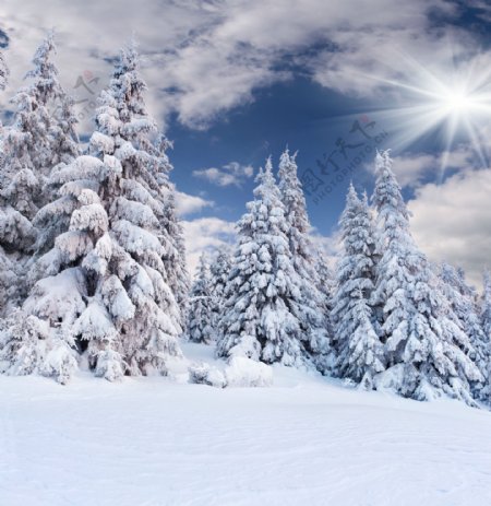 雪地与树木风景图片