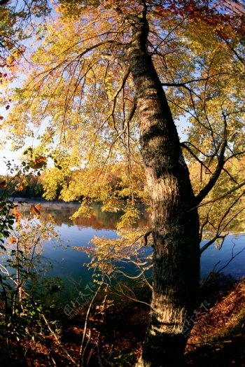秋天背景图片图片