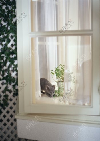窗帘后面的小猫图片