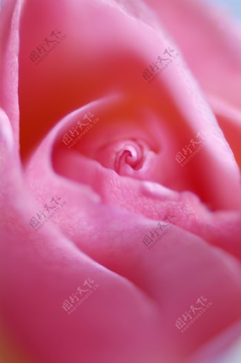 粉色玫瑰花瓣图片
