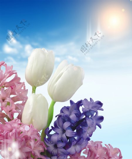 蓝天白云与鲜花背景图片