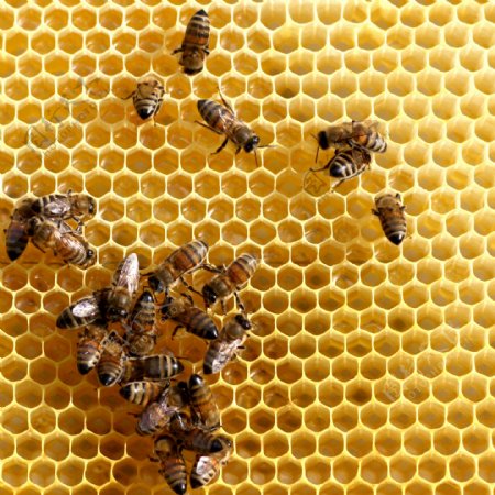 蜂窝上工作的蜜蜂图片