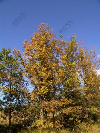 蓝天下的树林风景图片