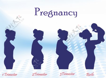 怀孕全过程简图