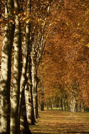 秋日法国梧桐树图片素材