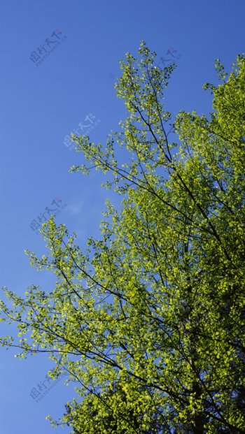绿色春天杨树图片