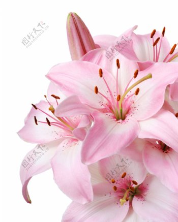 美丽的粉色百合花图片