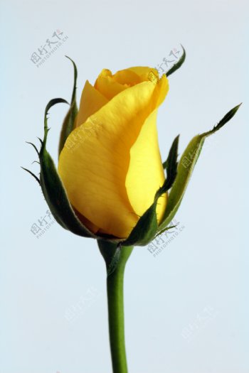 唯美黄色玫瑰花苞图片
