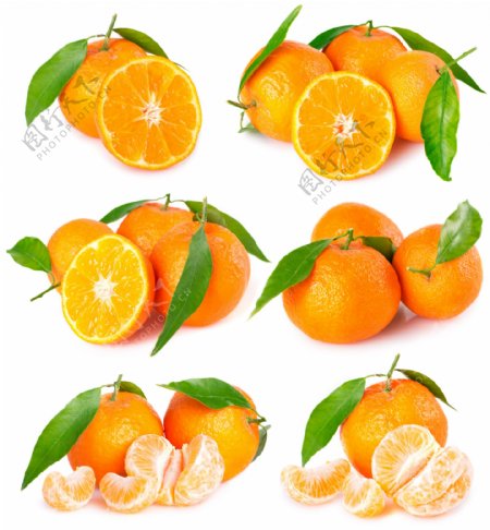 高清橙子摄影图片