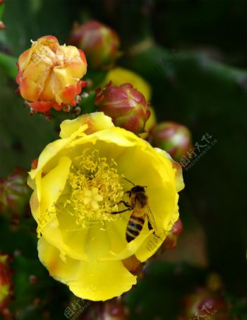 仙人掌花与蜜蜂