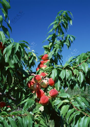 桃与桃树的摄影图片图片