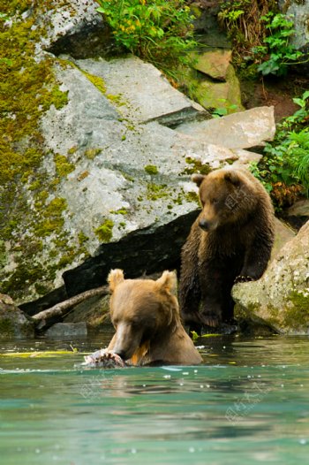 水里抓食的熊
