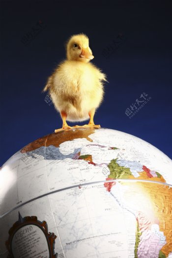 站在地球仪上的小鸭子