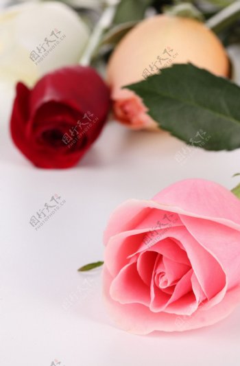 鲜艳的粉玫瑰