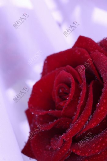 火红火红的玫瑰花