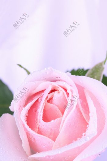 粉色带水珠的美丽玫瑰花