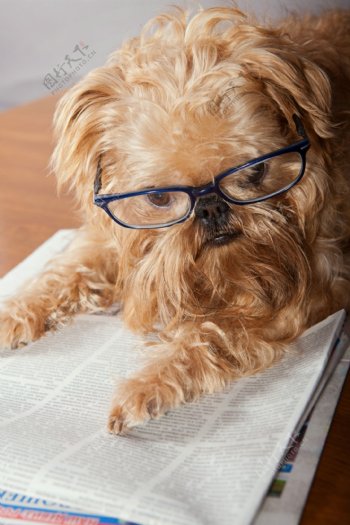 戴眼镜看报纸的小狗