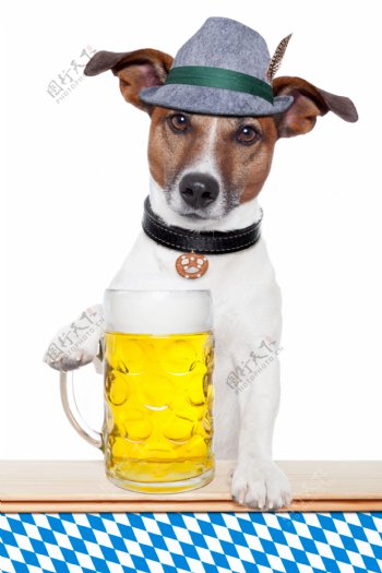 啤酒与狗图片