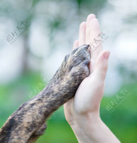 狗爪和手