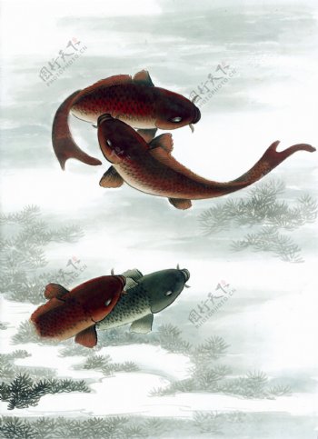 鱼工笔水族国画0258