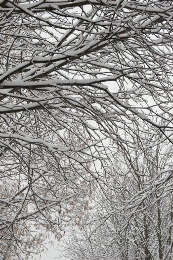 树木上的白雪