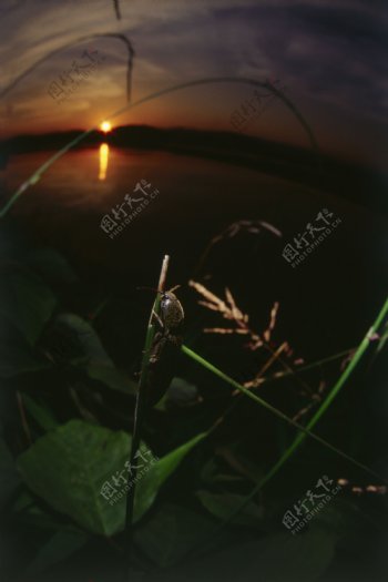 夜幕下的昆虫摄影