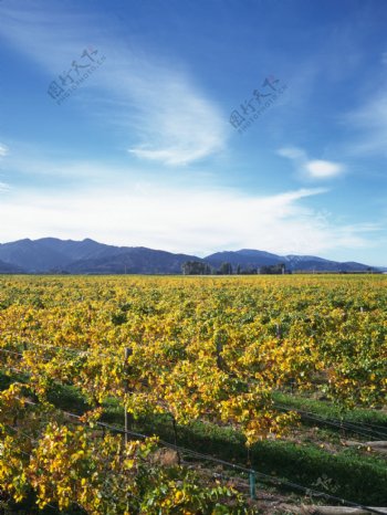 金黄色的葡萄庄园图片图片