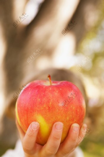 拿着苹果的小手图片