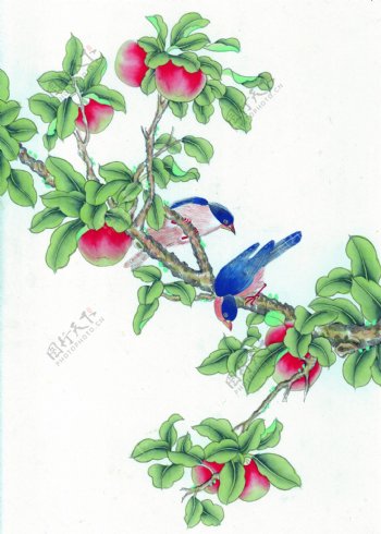 水果树上的小鸟图片