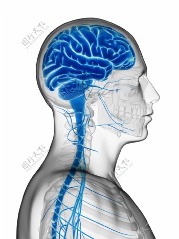 大脑神经模型图片