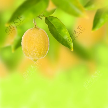 黄色柠檬梦幻背景图片