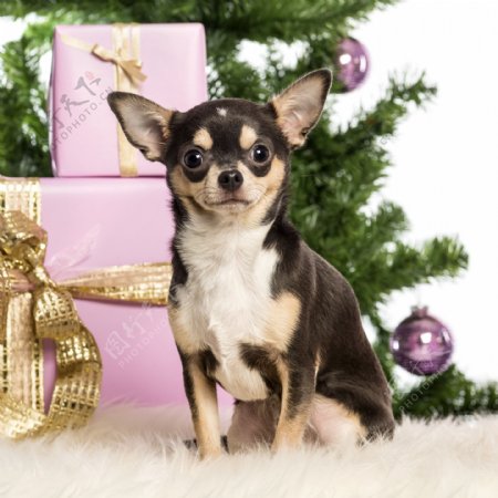 礼品盒和小狗图片