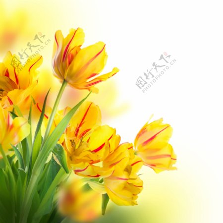 黄色春天花朵图片