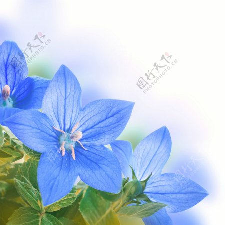 蓝色花朵背景图片