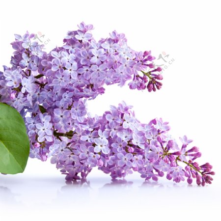 紫色小花摄影图片