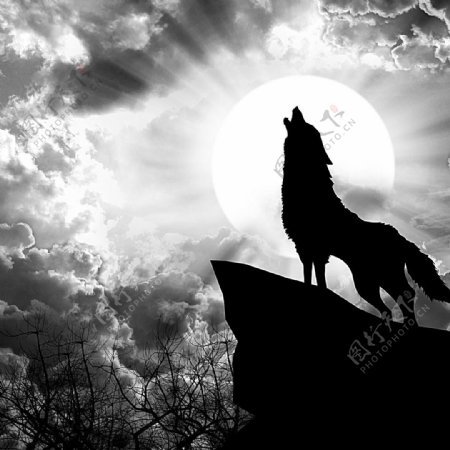 朝着月亮大叫的狼