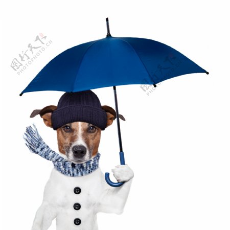撑伞的宠物狗