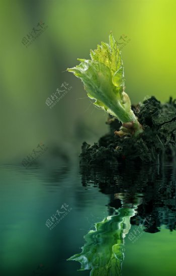 在水面反射绿色植物