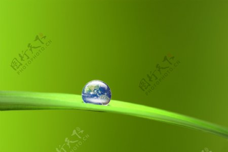 绿叶上的星球图片