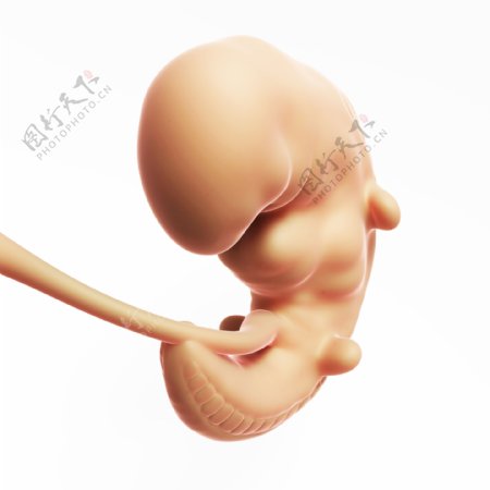 半发育的胎儿图片