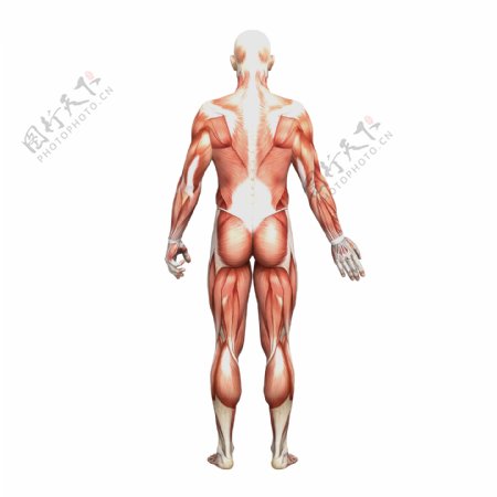 男人背部肌肉组织图片