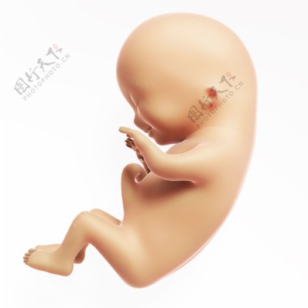 未成形的胎儿图片