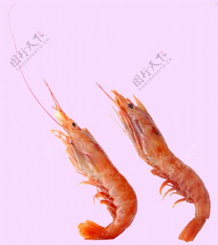 红虾图片