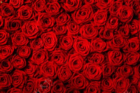 美丽的红色玫瑰图片