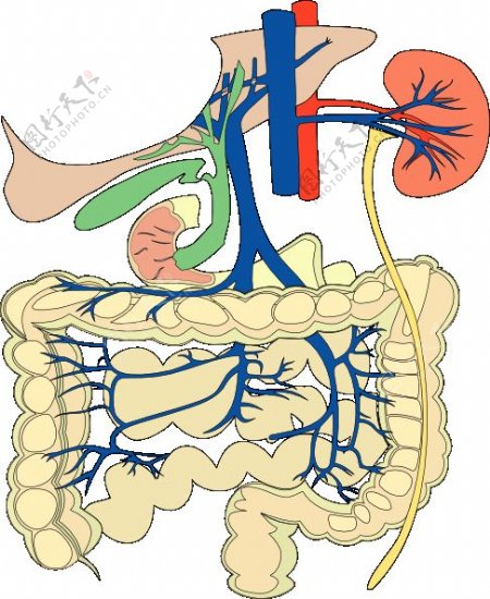 消化器官的医学图
