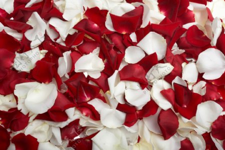 红白玫瑰花瓣图片