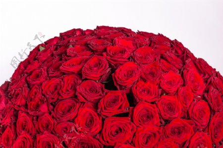 超大红色玫瑰花束图片